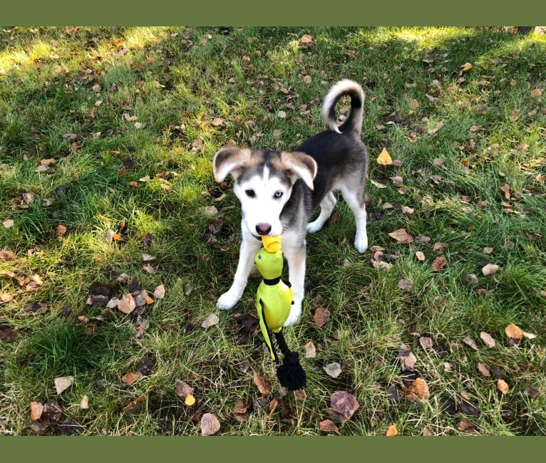 Kavik, a Siberian Husky and Akita mix tested with EmbarkVet.com