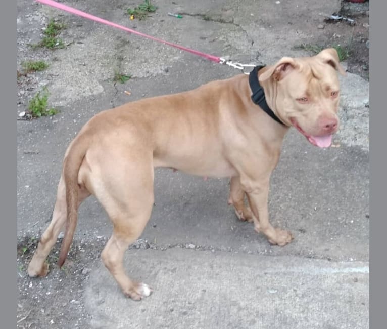 Buckskin american bully shop