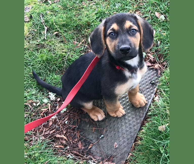 German shepherd basset hound mix puppies clearance