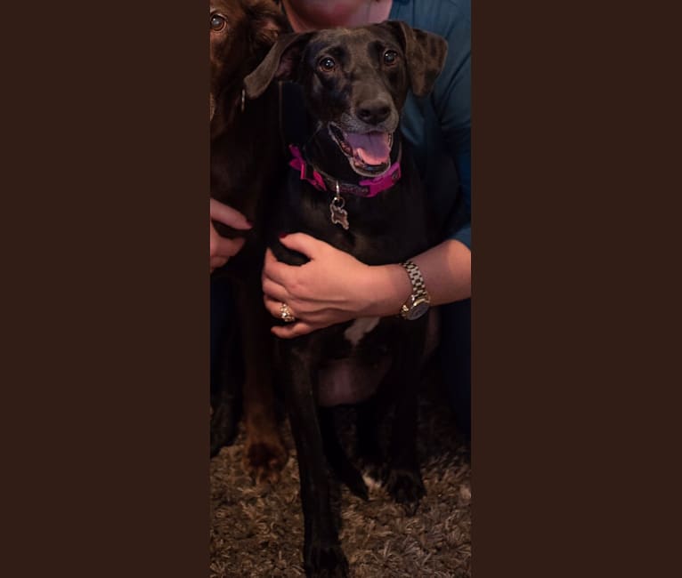 Lainey, a Labrador Retriever and Rottweiler mix tested with EmbarkVet.com