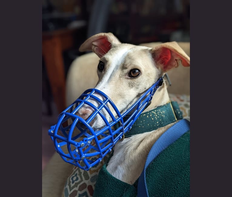 Photo of Archie, a Greyhound, Whippet, and Mixed mix in Beijing, China