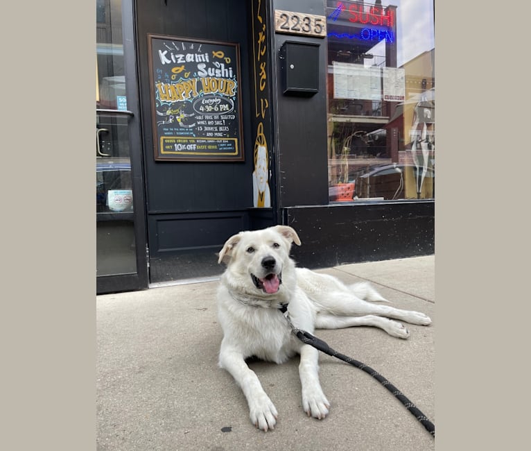 Photo of Lucky, a Great Pyrenees and German Shepherd Dog mix in Chicago, Illinois, USA