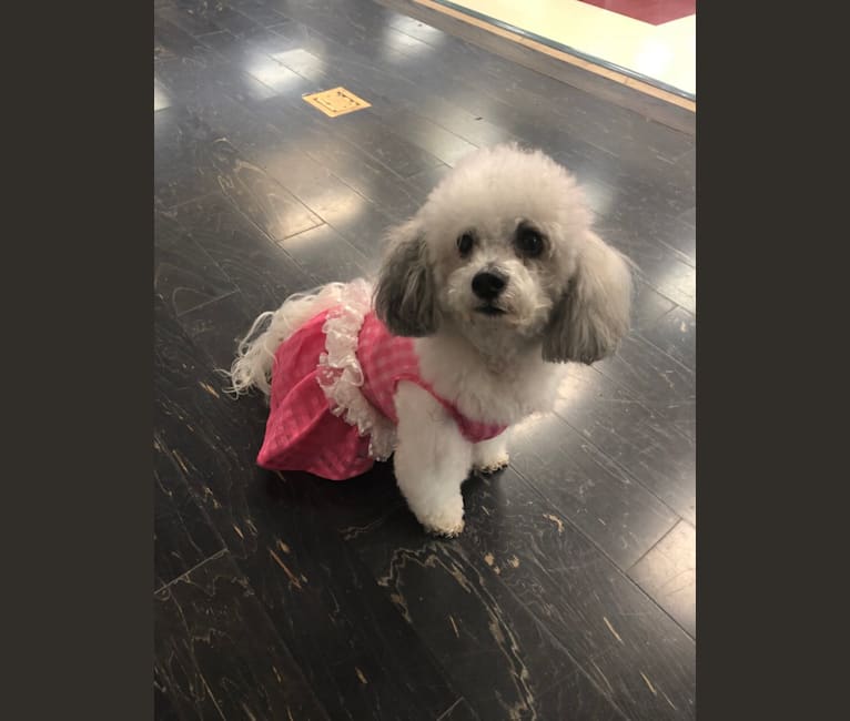 Photo of Sophia, a Poodle (Small), Pekingese, Pomeranian, and Mixed mix in Riverside, CA, USA