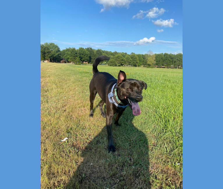 Photo of Sergeant (Sarg), an American Pit Bull Terrier, Chow Chow, and Mixed mix in Sardis, Mississippi, USA