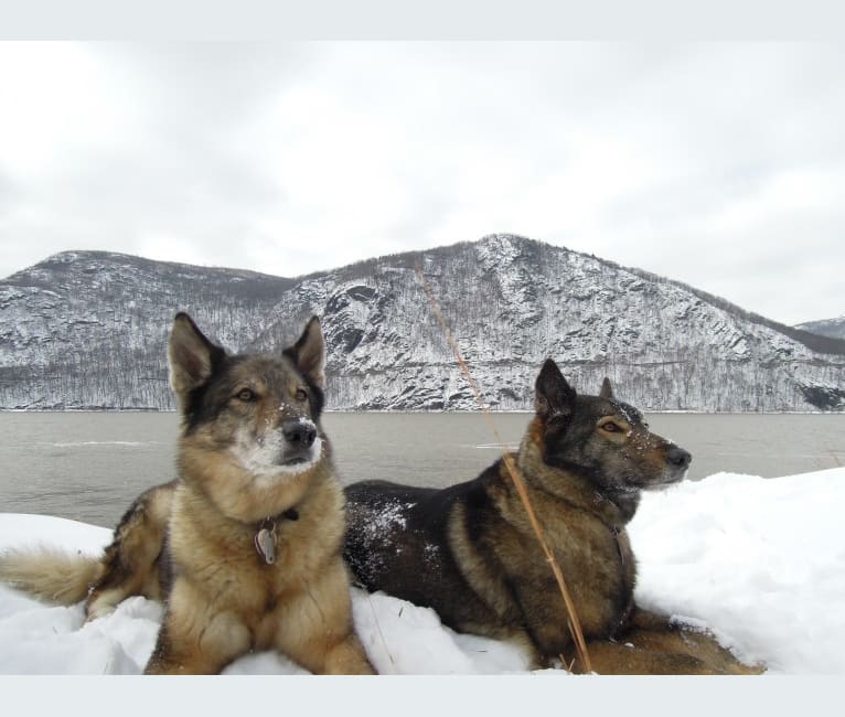 Photo of Agnes, a German Shepherd Dog, Chow Chow, Alaskan Malamute, Siberian Husky, and Mixed mix