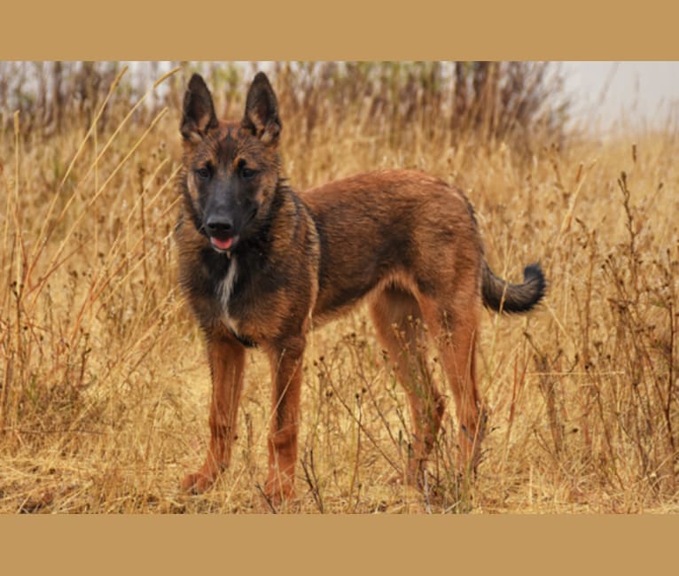 Mesa, a Belgian Malinois and Border Collie mix tested with EmbarkVet.com