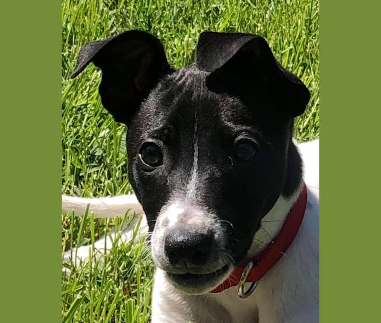 Dax, a Whippet and Border Collie mix tested with EmbarkVet.com