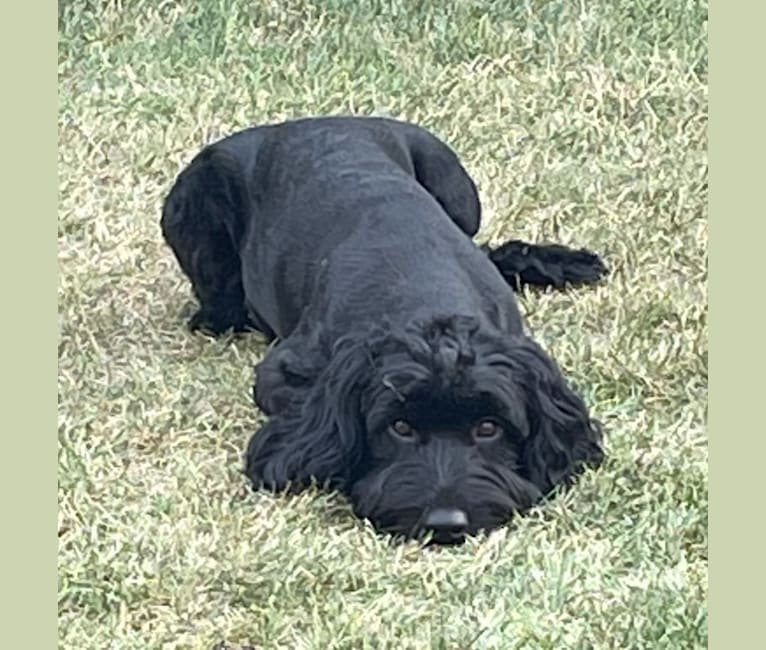 Shila, a Poodle (Small) and English Cocker Spaniel (Working Type) mix tested with EmbarkVet.com