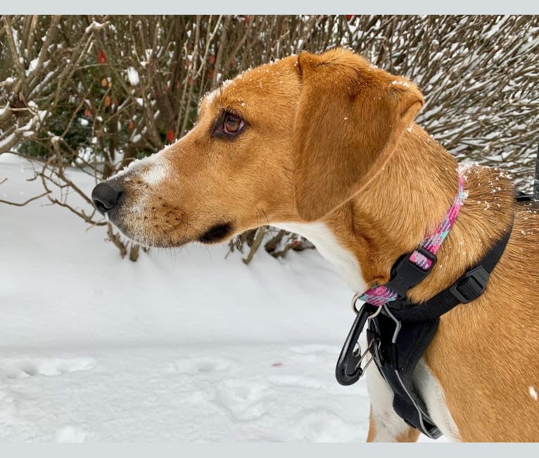 Photo of Willow, an American Foxhound  in Lynchburg, Virginia, USA