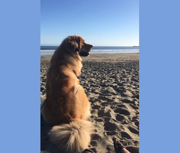 embark dog dna test breed