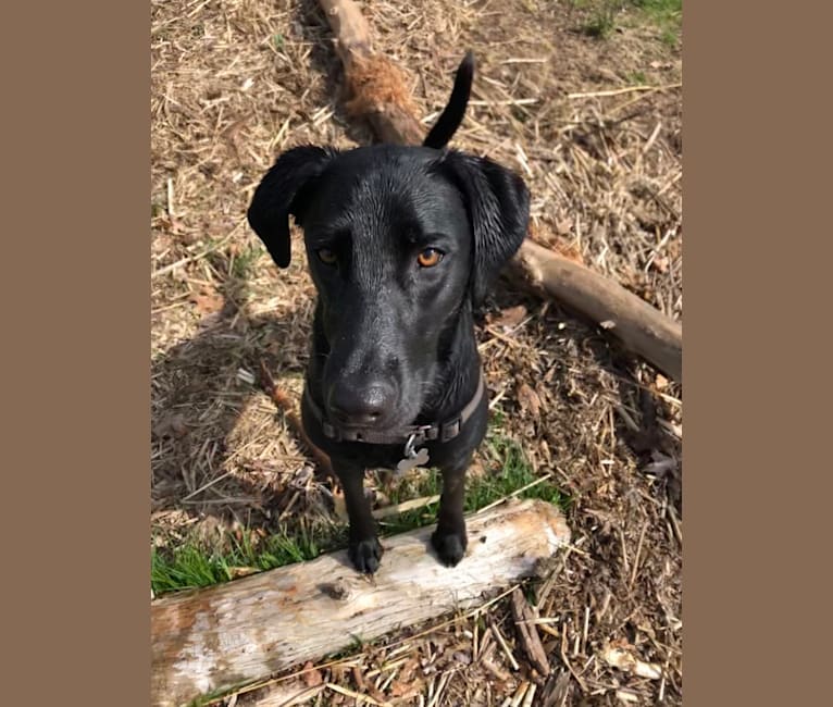 Otter, a Labrador Retriever and Mountain Cur mix tested with EmbarkVet.com