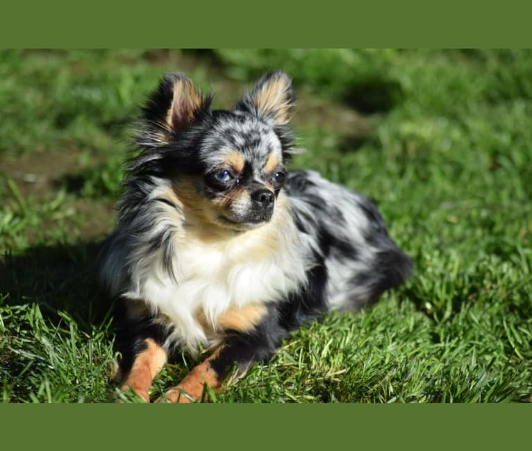 Sonora, a Chihuahua tested with EmbarkVet.com