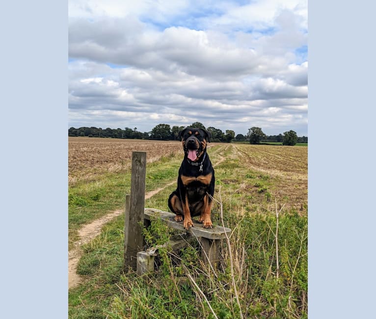 Regan, a Rottweiler and Bullmastiff mix tested with EmbarkVet.com