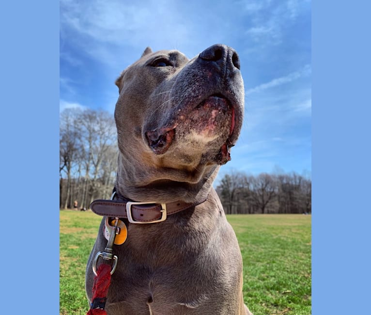 Photo of Bastion, an American Bully  in New York, USA