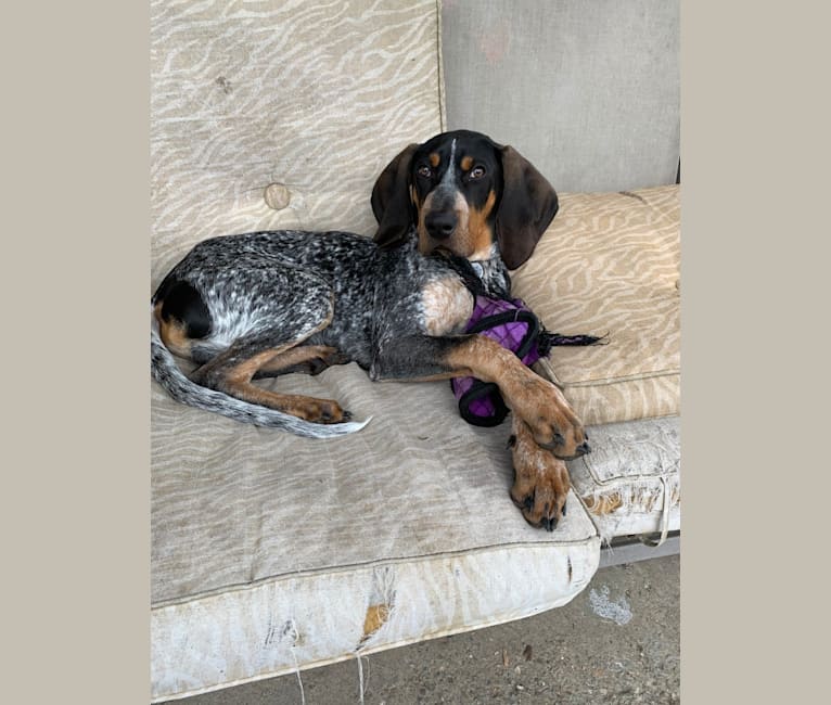 Photo of Archie, a Bluetick Coonhound  in Clinton, Tennessee, USA