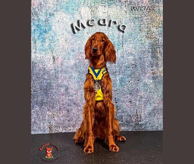 Meara, an Irish Setter tested with EmbarkVet.com