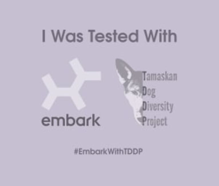 Thabo a dog tested with EmbarkVet.com