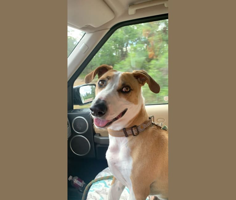 Photo of Portland, an American Pit Bull Terrier and Chihuahua mix in Houston, TX, USA