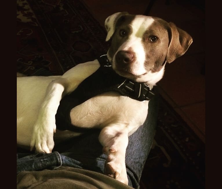 embark dog dna test breed