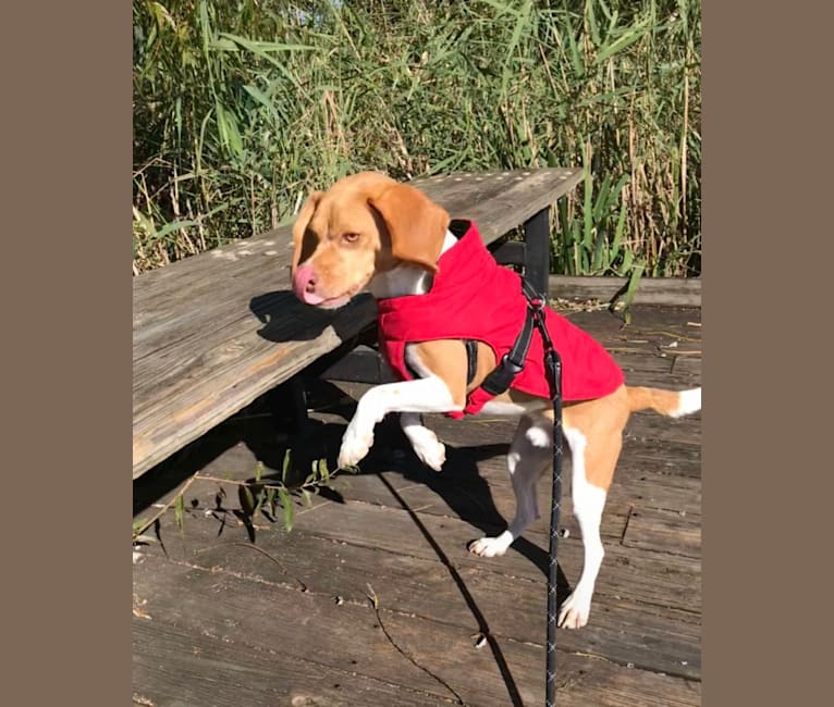 Chewy, a Beagle tested with EmbarkVet.com