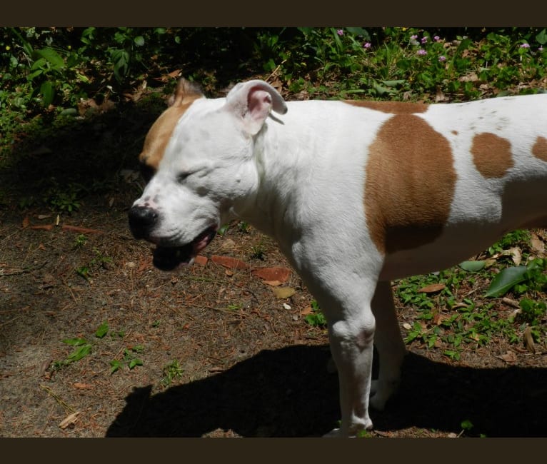 Photo of Chuck, an American Pit Bull Terrier  in Crawfordville, FL, USA