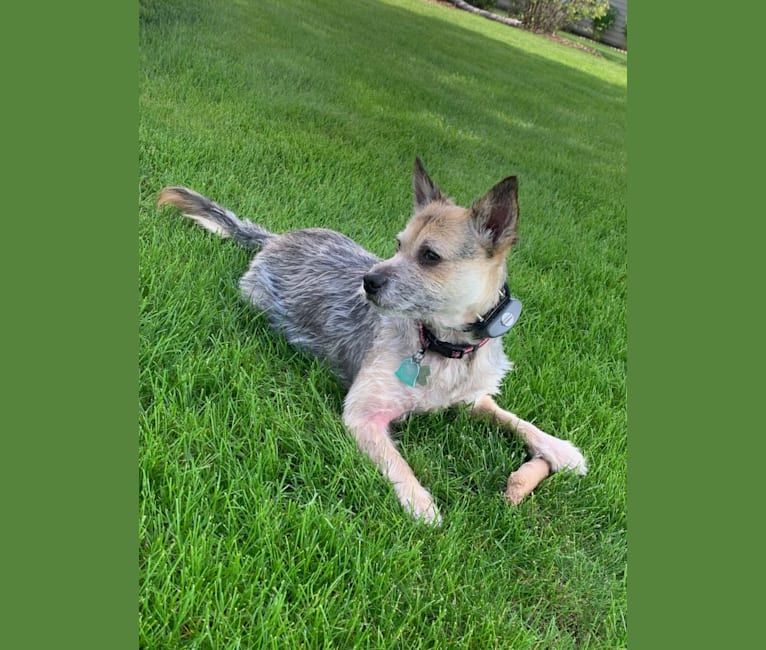Macey, an Australian Cattle Dog and Chihuahua mix tested with EmbarkVet.com