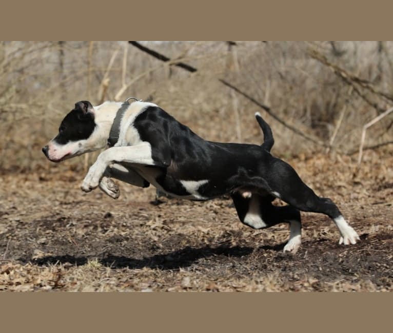 Embark Dog Dna Test Breed