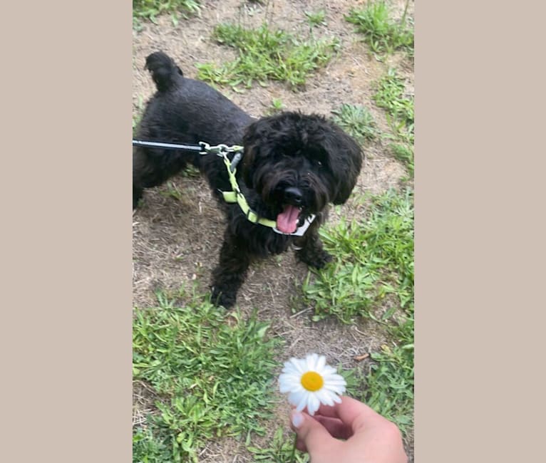 Maxwell (Supaypawawa), a Miniature Schnauzer and Silky Terrier mix tested with EmbarkVet.com