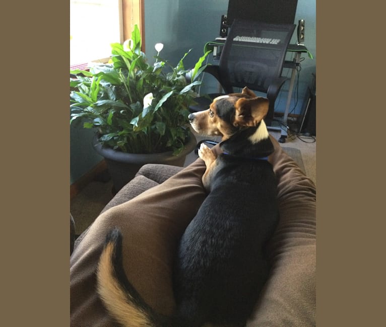 Brot, a Chihuahua and Miniature Pinscher mix tested with EmbarkVet.com