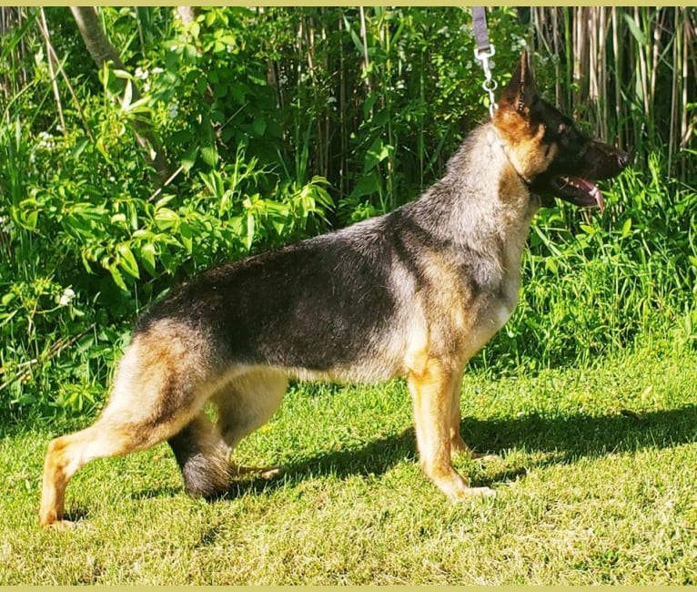 Dare, a German Shepherd Dog tested with EmbarkVet.com