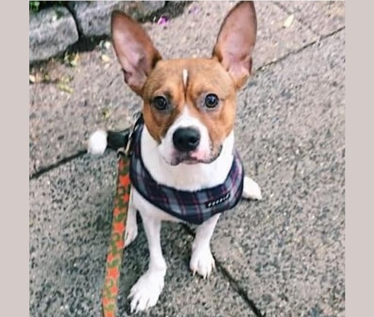 Photo of Crumb Bum, a Boston Terrier, Chihuahua, Miniature Pinscher, and Mixed mix in Georgia, USA