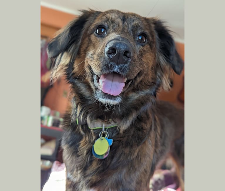 Photo of Luna, a Mountain Cur, German Shepherd Dog, Boxer, and Mixed mix in Kent, Ohio, USA