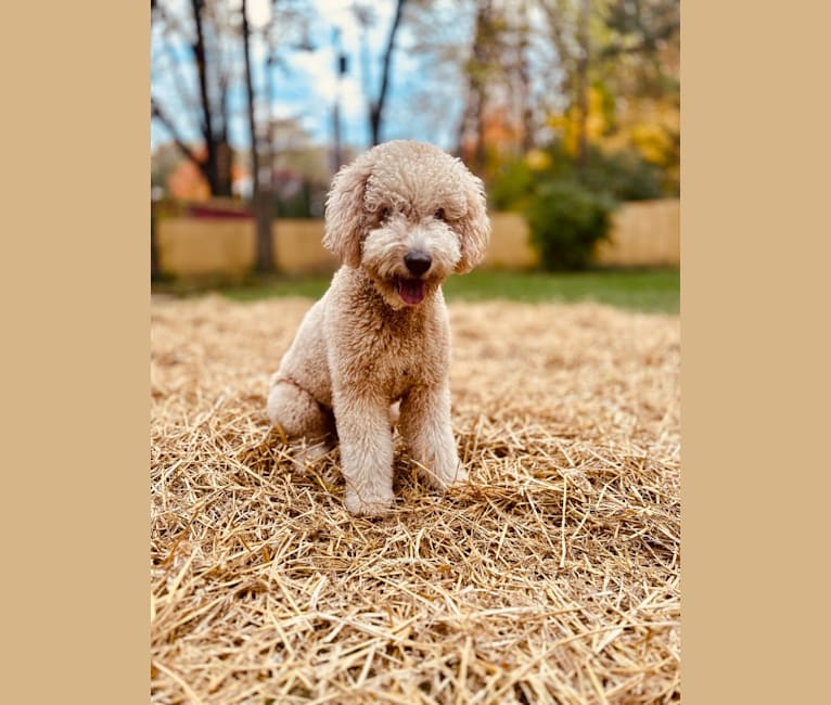 Piper, a Goldendoodle tested with EmbarkVet.com