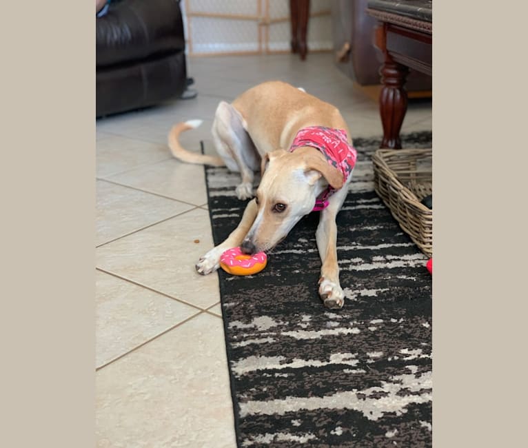 Photo of Wynnie, a Saluki and Boxer mix in Doha, Qatar