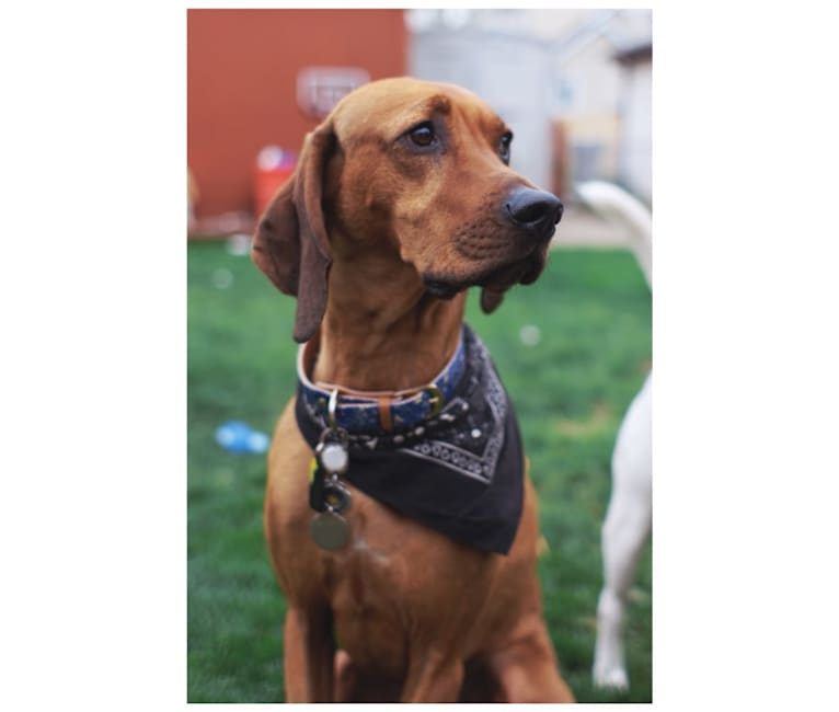 Penny, a Black and Tan Coonhound and Redbone Coonhound mix tested with EmbarkVet.com