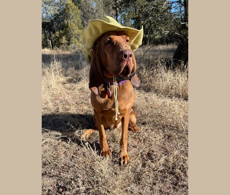 Photo of Willa, a Bloodhound  in Tucson, Arizona, USA
