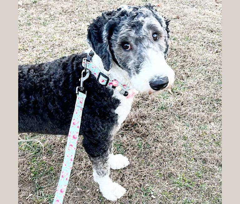 Photo of Remmy, a Sheepadoodle  in SD, USA