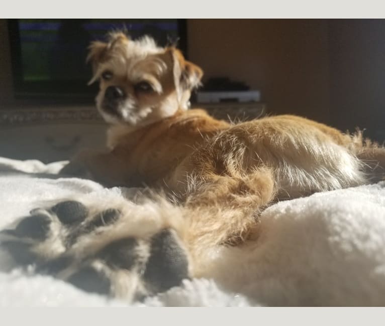 Gypsy, a Shih Tzu and Chihuahua mix tested with EmbarkVet.com