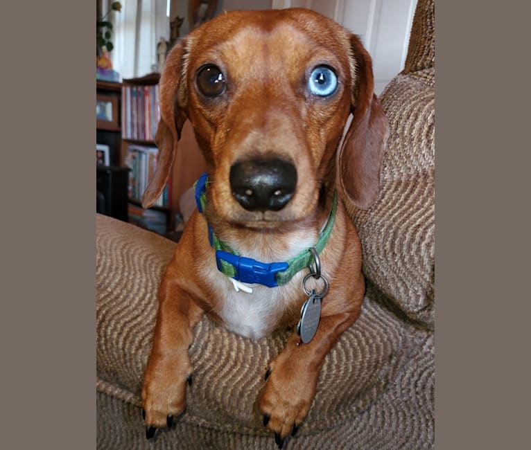 Casey, a Dachshund tested with EmbarkVet.com