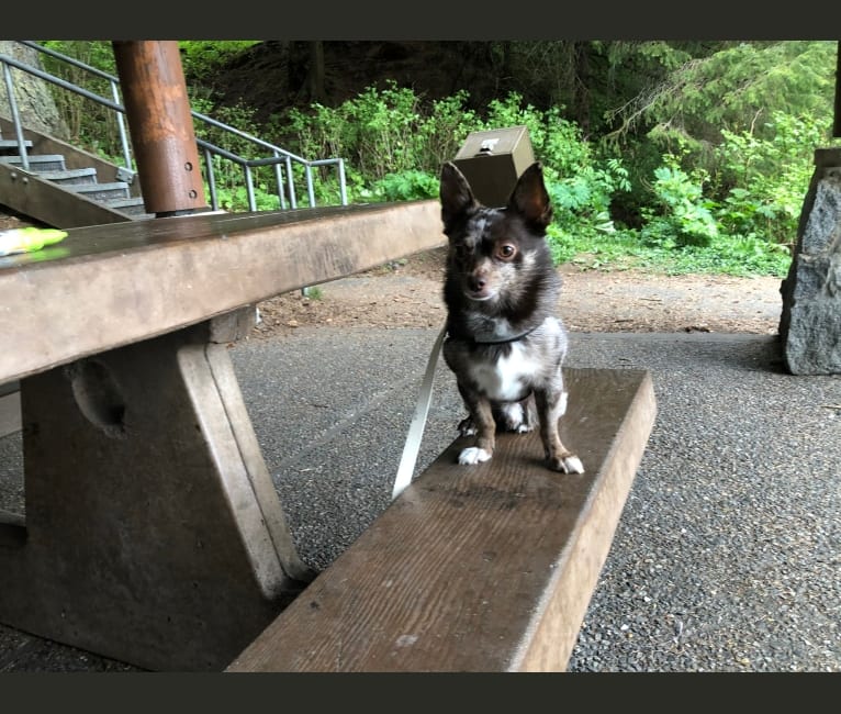 Buddy, a Pomchi tested with EmbarkVet.com
