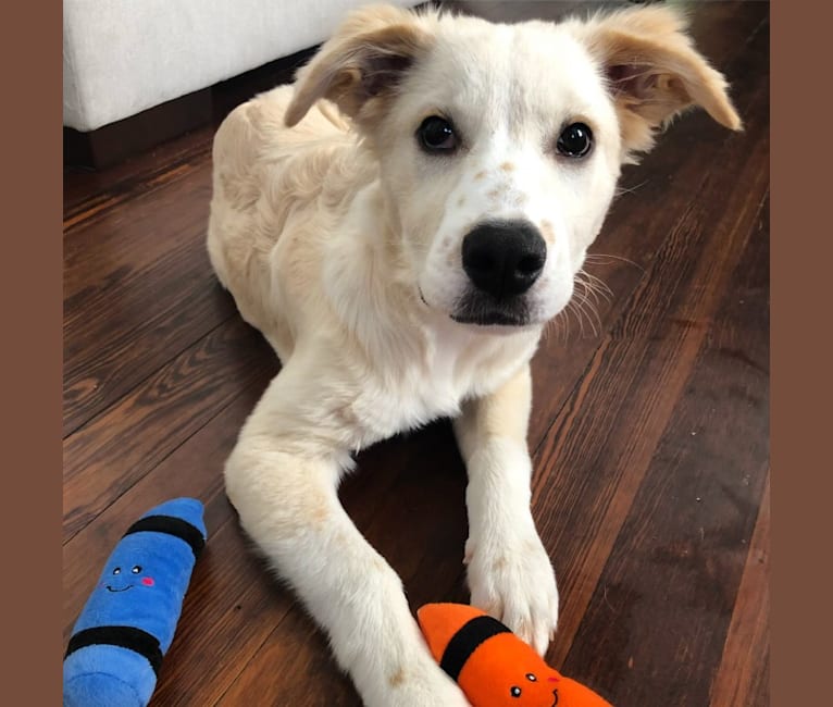 Fenrir, a Border Collie and Great Pyrenees mix tested with EmbarkVet.com