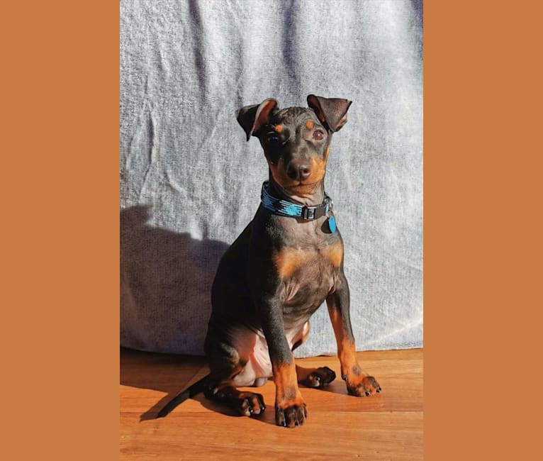 Photo of Basil, a Manchester Terrier (Toy), Russell-type Terrier, Rat Terrier, and Mixed mix in Czech Republic