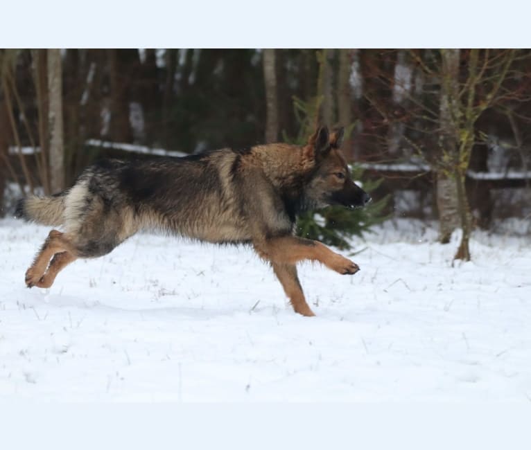 Photo of Heilung, a German Shepherd Dog 