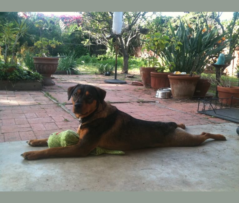 Irie, a Rottweiler and American Pit Bull Terrier mix tested with EmbarkVet.com