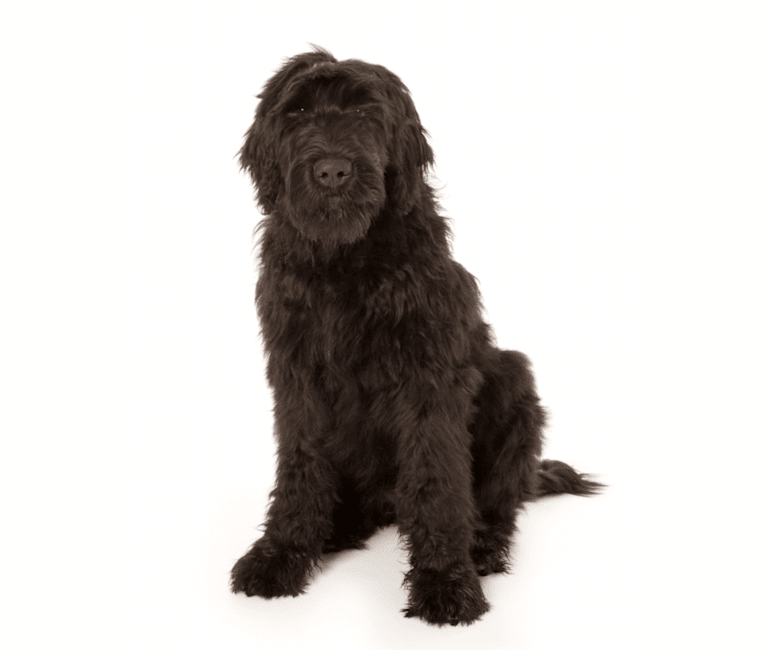 SATCHEL PAIGE, a Black Russian Terrier tested with EmbarkVet.com