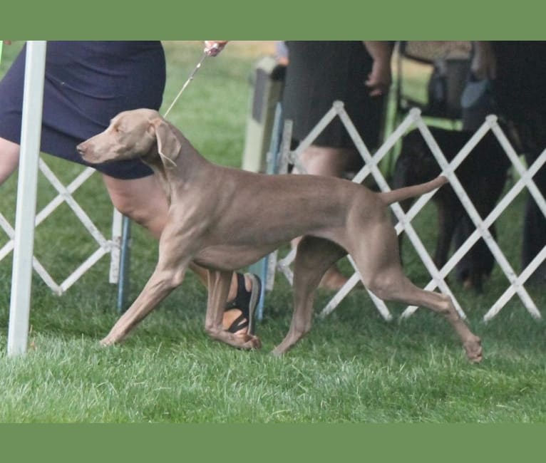 Photo of Angenehm's I Don't Need a Crown at Greyhaus, a Weimaraner  in Rapid City, SD, USA