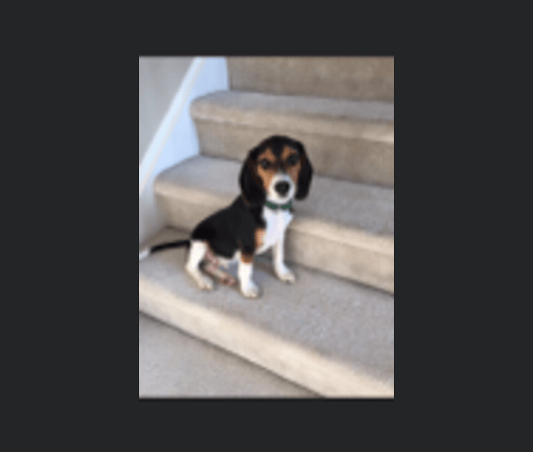 Photo of Charlie, a Beagle  in Kentucky, USA