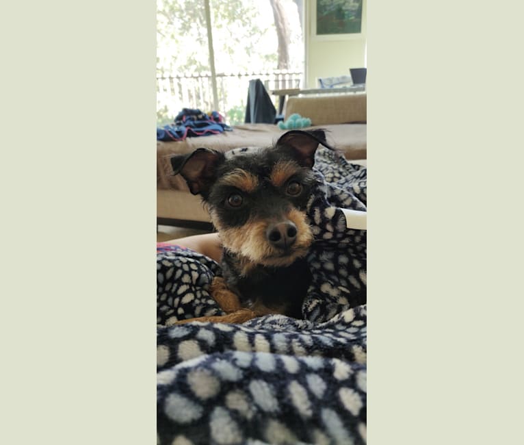Photo of Nacho Saenz-Stevenson, a Chihuahua, Miniature Pinscher, Rat Terrier, Poodle (Small), and Dachshund mix in Sausalito, California, USA