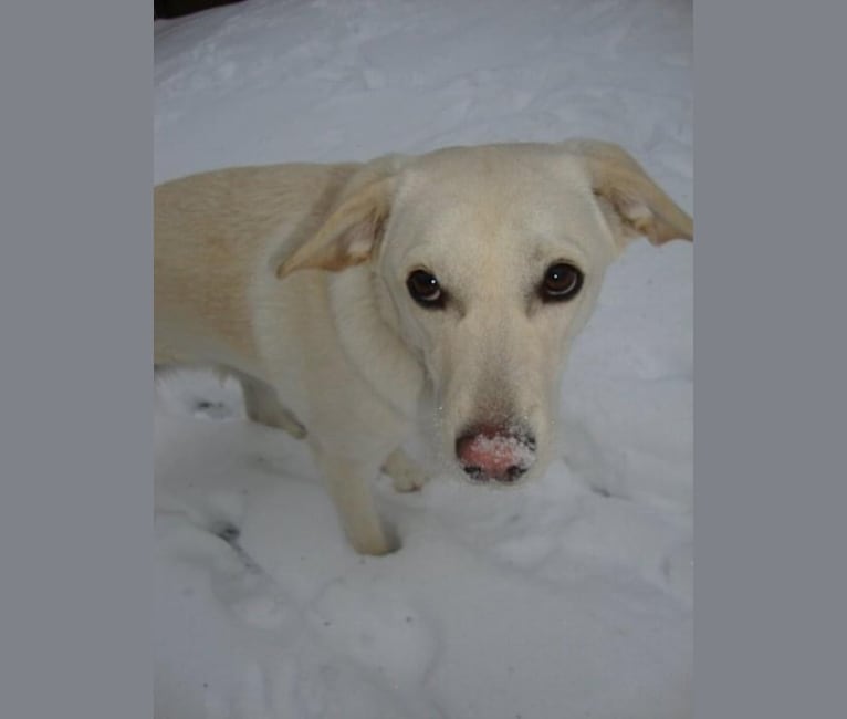 Sadie, a Beagle and Australian Cattle Dog mix tested with EmbarkVet.com