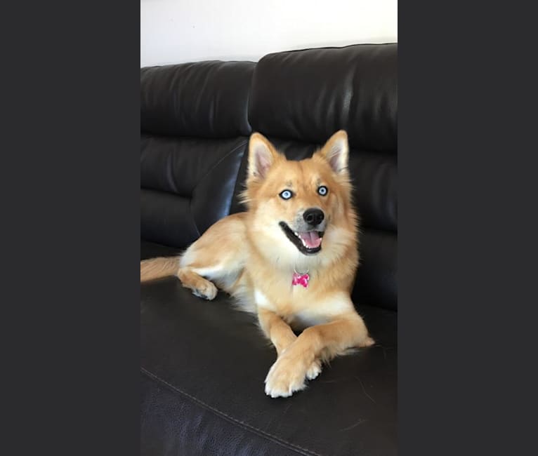 Lexi, a Siberian Husky and Pomeranian mix tested with EmbarkVet.com